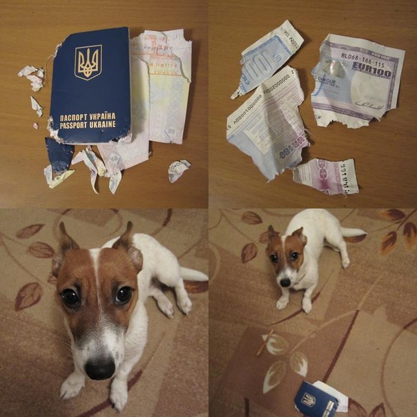 Живность из сети