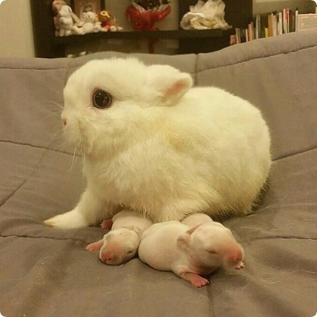 Живность из сети