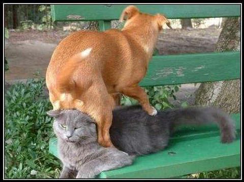 Котовторник?! Коты во вторник!