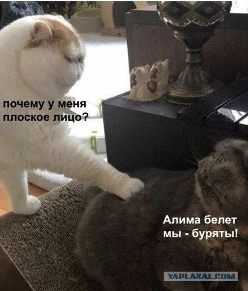 Брахицефалия: Мука длиною в жизнь. Правда о всех «плоскомордых» породах собак