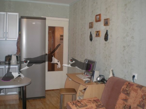 Найди кота