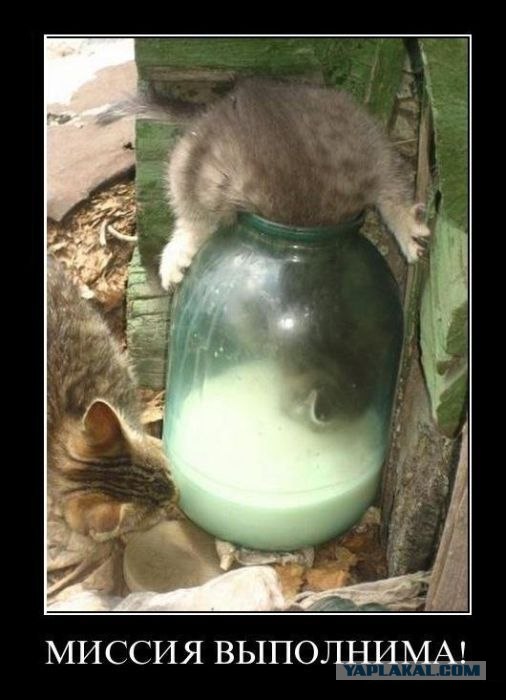 Котейка проголодался