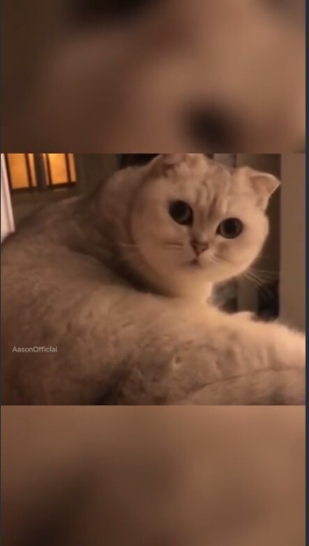 Коты и их сумасшедшие хозяева