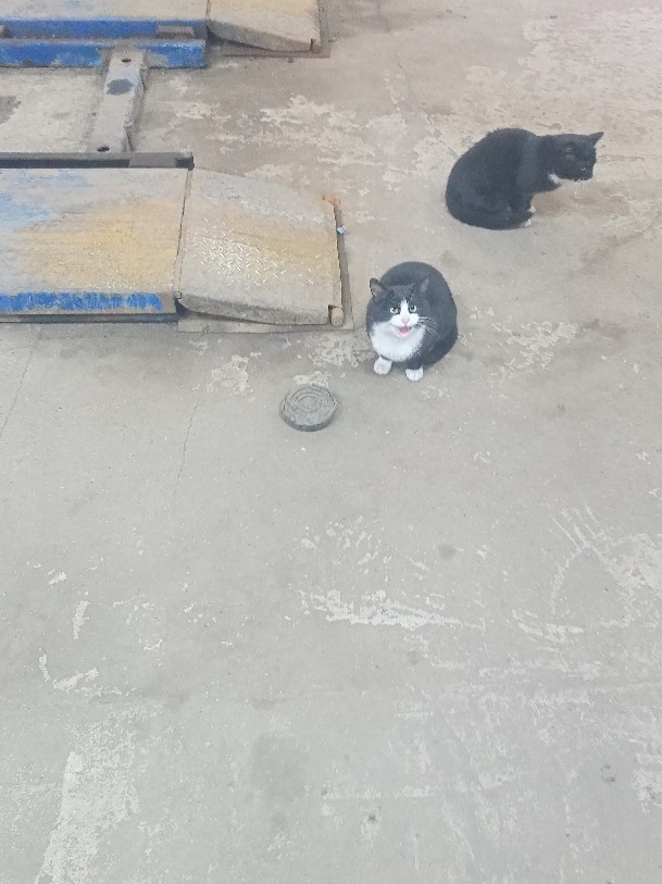 Котобанда Милахи продолжает отжимать шиномонтаж!
