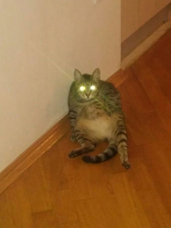 Кошка
