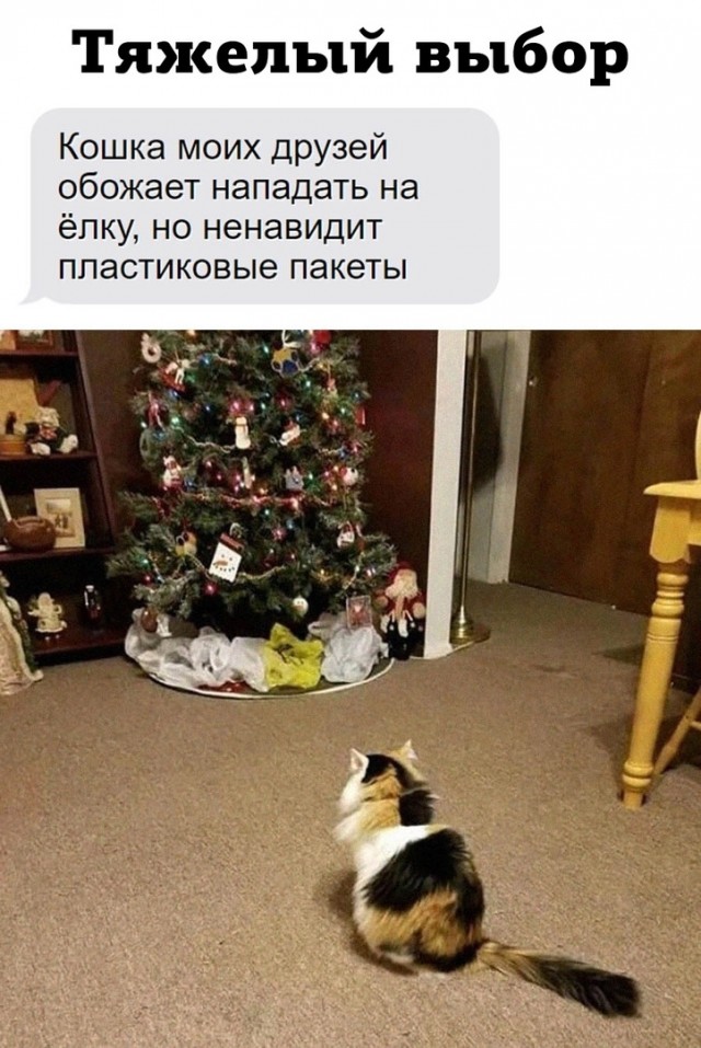 Жизнь домашнего приюта "Котоленд" 426
