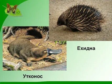 Несправедливость эволюции