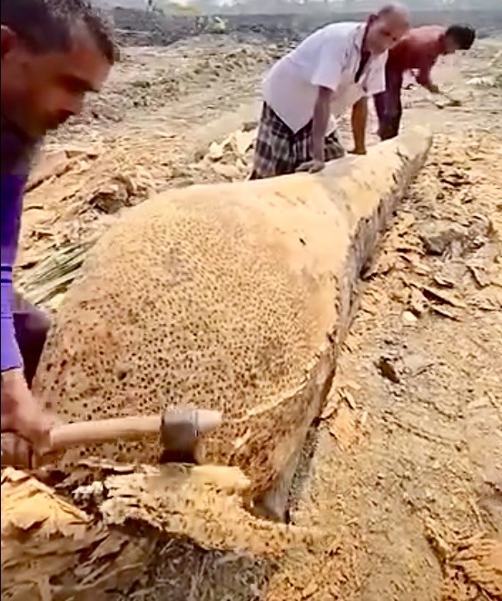 Легким движением руки пальмовый ствол превращается... в 2 лодки