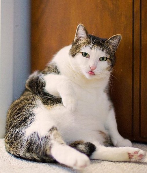 Котейка, который не знает как лежат котейки