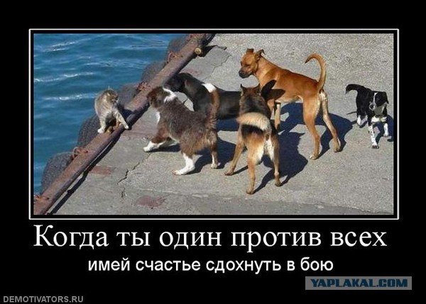 Схватка кота и собаки