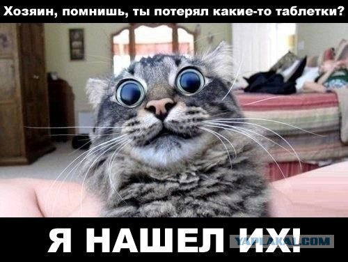 Пропал кот...