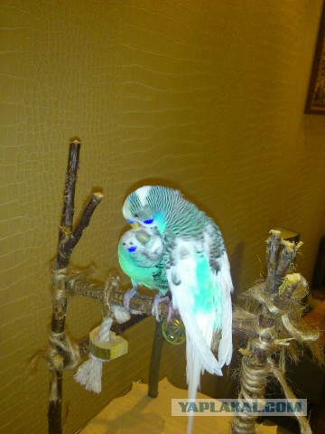 Как я попуганов размножала