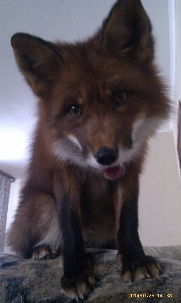 Ну правда же... чем я хуже собаки?!