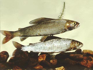 Наша Северная вкусняшка..