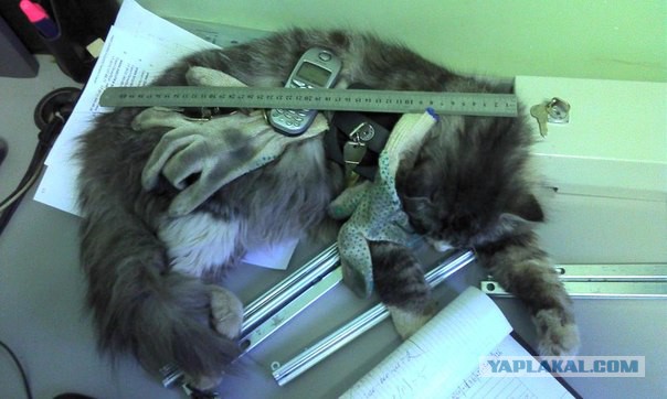 Котовторник 15.07.2014.