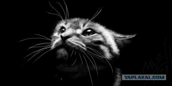 Рисованный котовторник