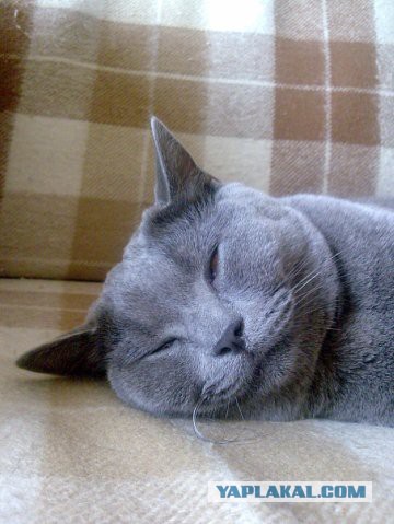Котовторник 21.10.2014
