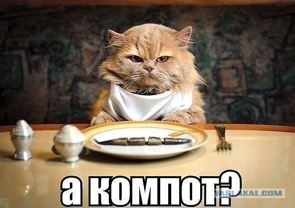 Кот пообедал в аэропорту на 60 тыс. рублей.