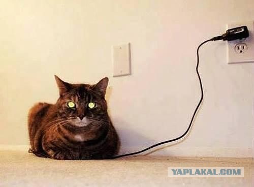 Котовоскресенье