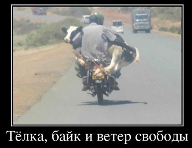 Как я машину без подголовников купил)