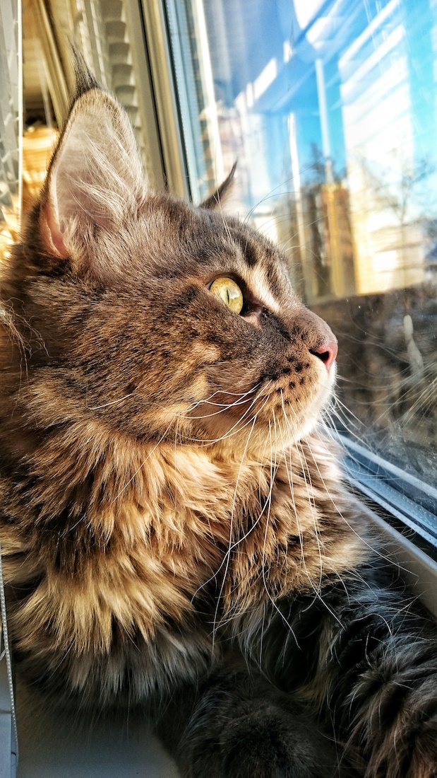 Котовторник 03.11.2015
