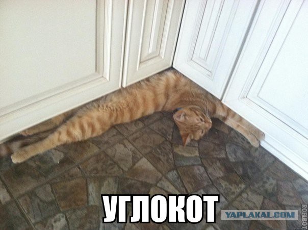 15 картинок с тЫрнета