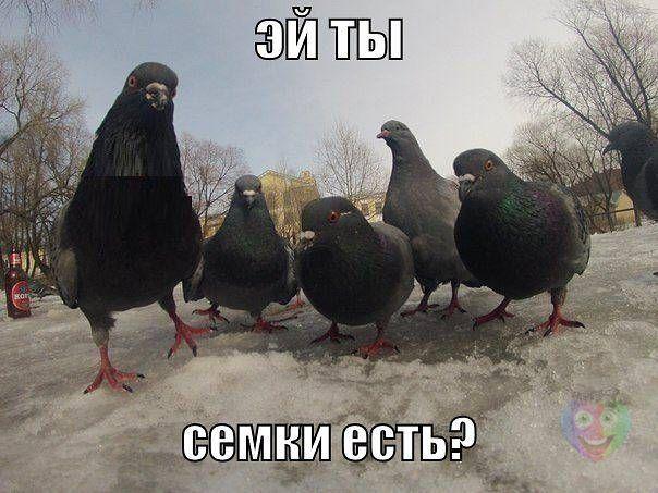 Немного картинок и демотиваторов