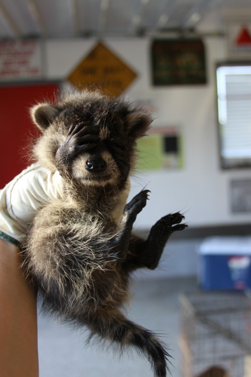 Псих разгуливает