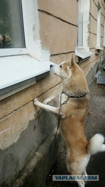 Собакочетверг же, ау!