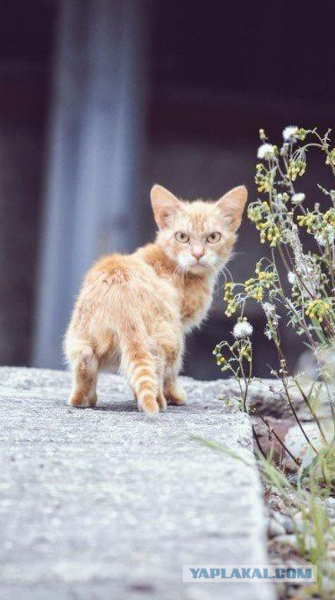 Брутальность этого котёнка зашкаливает!