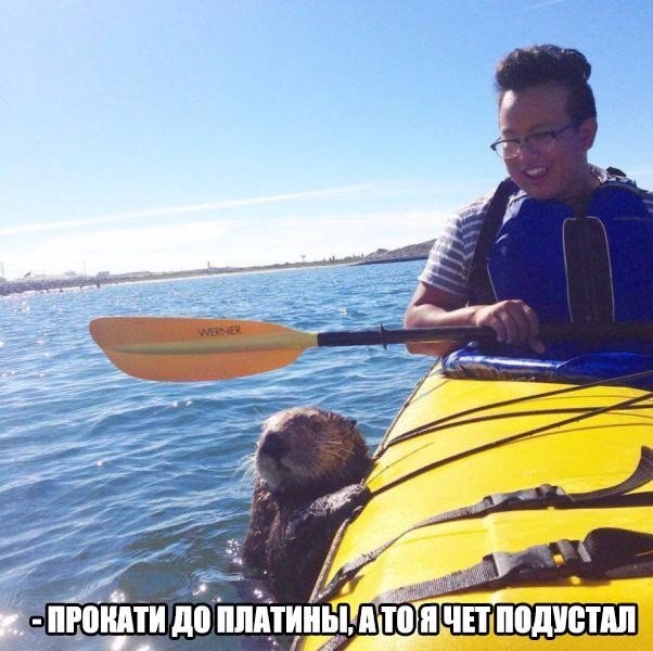 Подборка картинок из сети