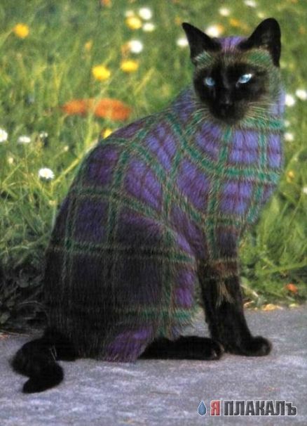 Кошачий бодиарт