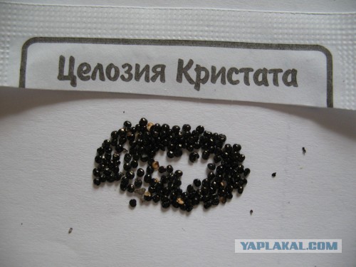 Закадал семена клубники из Китая. Прислали еще что-то, что это?