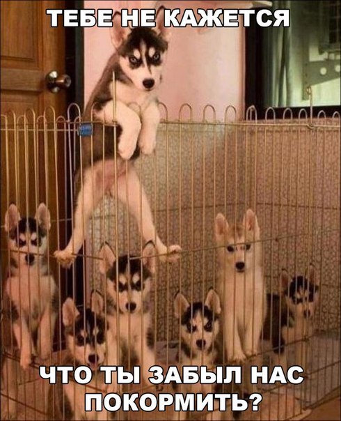 Прикольные животные
