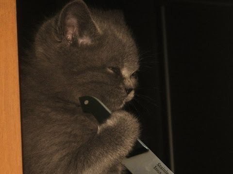 Прикольные животные
