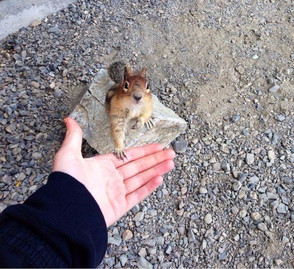 Самые смешные животные
