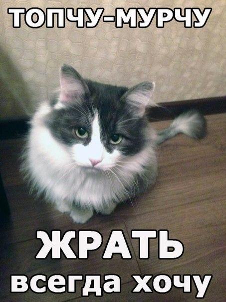 Коты из сети