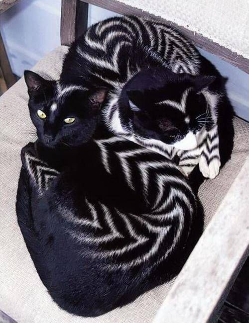 Коты и Кошки