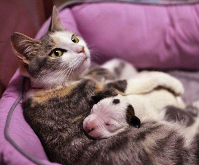 Коты и Кошки