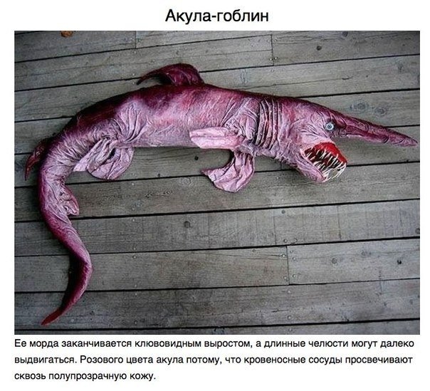 Живность из сети