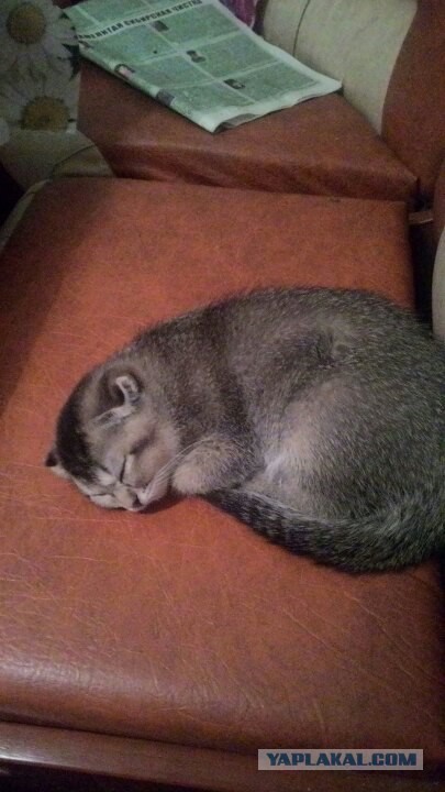 Котовторник  05.12.2017