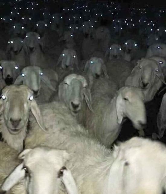 Живность из сети