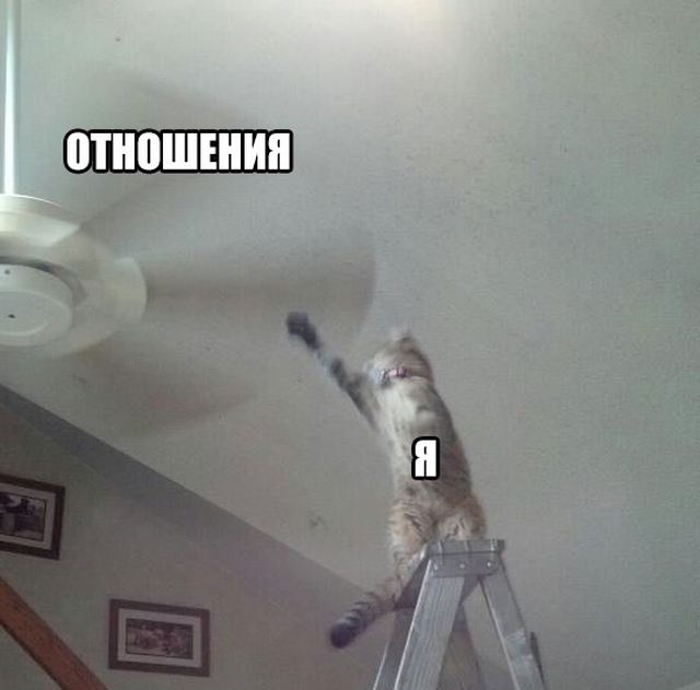 Прикольных котов пост