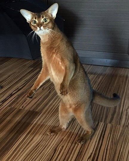 Прикольных котов пост