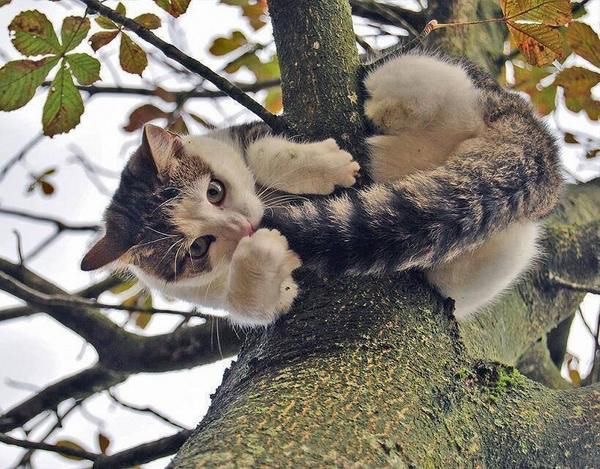 Фотобомбы котов
