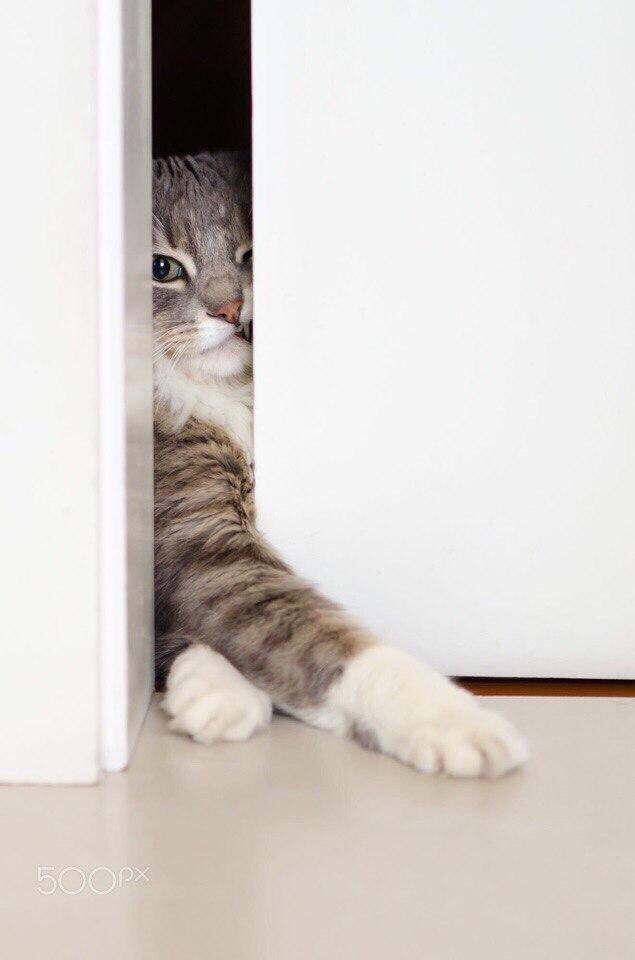 Прикольных котов пост