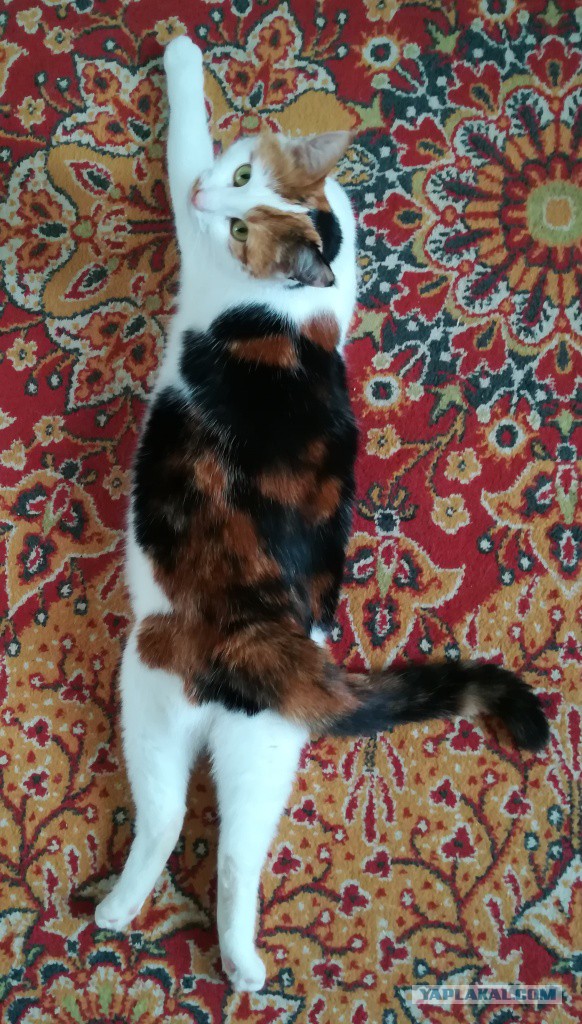 Котовторник