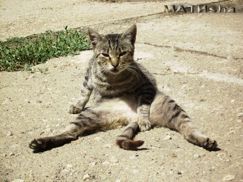 Котомет на вторник (15.04.2008)