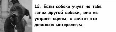 13 причин, почему холостяки предпочитают собаку