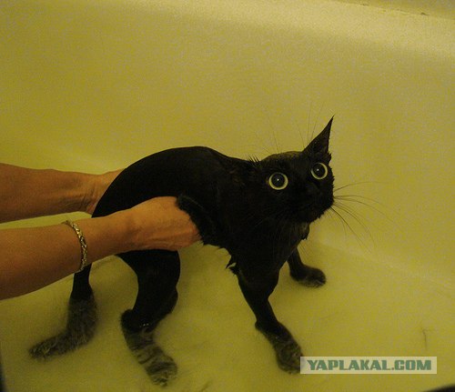 День котов